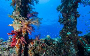 UW_Carnatic Wreck | Explorer Ventures