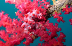 Pigmy Sea Horse, Komodo Indonesia | Explorer Ventures Fleet