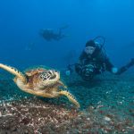 best diving in the caribbean islands scuba destinations
