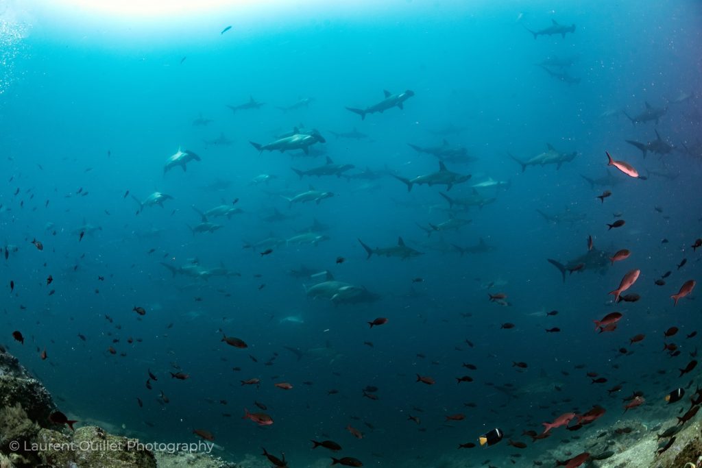 Galapagos Liveaboard Itineraries | Explorer Ventures Fleet® Schooling Hammerheads Galapagos Explorer Ventures Diving Fleet