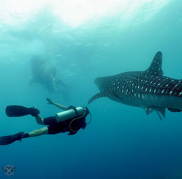 Maldives liveaboard diving holiday