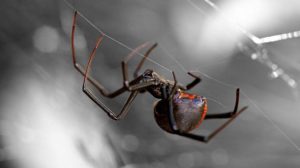 blach widow spider on the Galapagos islands