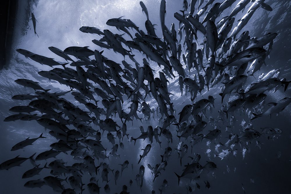 Liveaboard Diving During Covid: Behind the Scenes | Explorer Ventures Fleet® Divided Cyanotype George Cathcart