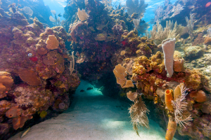 Caribbean Scuba Diving | Explorer Ventures