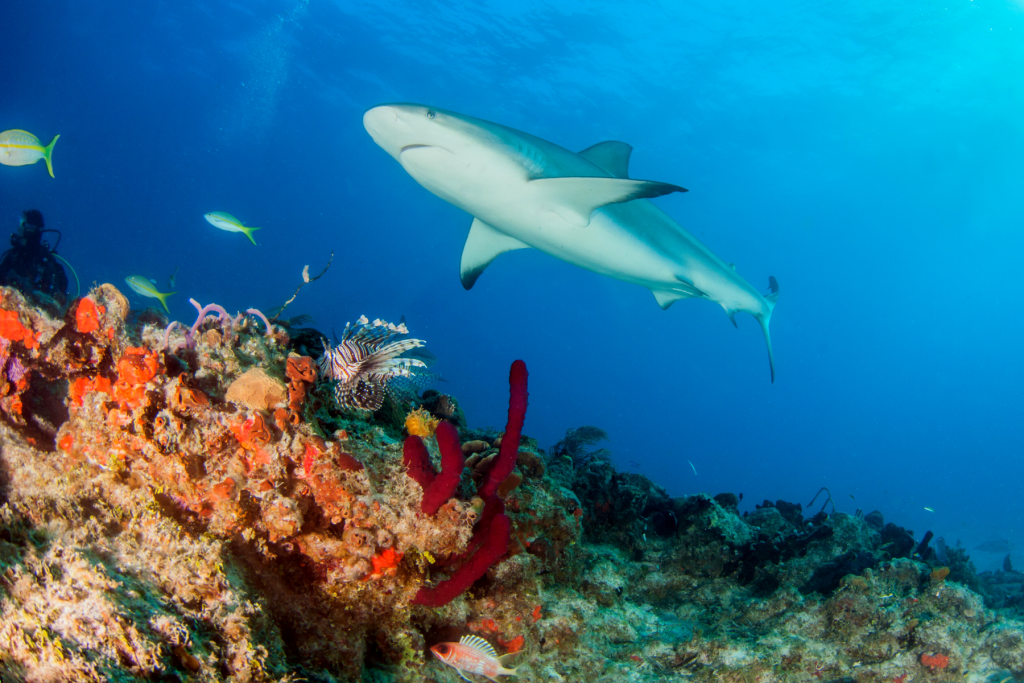 Dive Unspoiled Slices of the Caribbean Sea | Explorer Ventures Fleet® Caribbean Turks Caicos Diving | Turks Caicos Explorer II