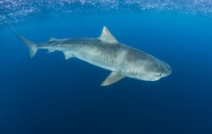 DNorwood 26 01 2021 4745 Edit Chloe 1 | Explorer Ventures Fleet® Liveaboard Diving