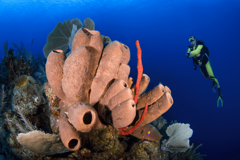 Saba St. Kitts Liveaboard Diving Explorer Ventures