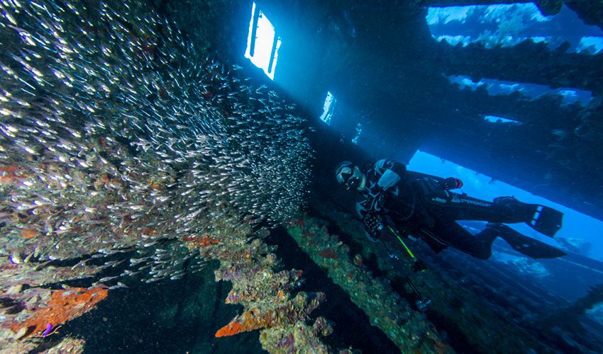 RedSea Liveaboard Diving_UW_Carnatic1