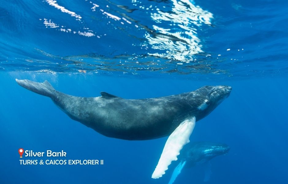 Humpback Whales CANVA Credit Explorer Ventures | Explorer Ventures Fleet® Liveaboard Diving