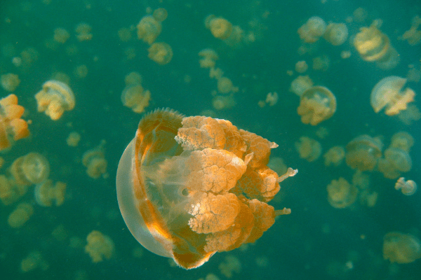 Palau Jellyfish Lake | Explorer Ventures Fleet
