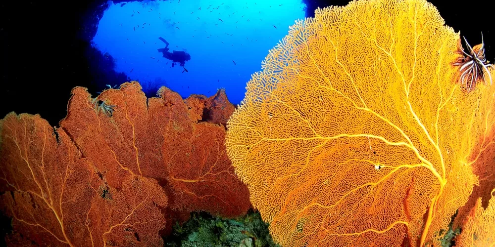 Scuba diver in tunnel in Palau - Dive Green