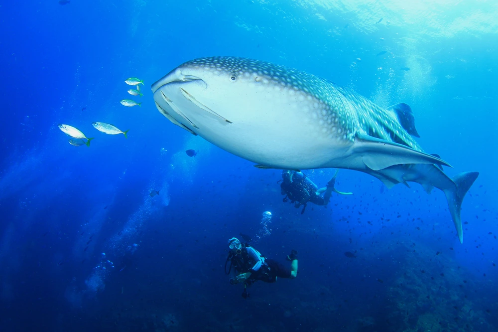 Whale sharks in the Maldives | Explorer Ventures Fleet® Whale sharks in Maldives, Indonesia, Galapagos Islands, Red Sea