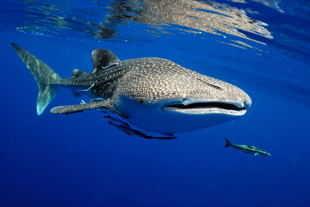 Whale sharks in the Maldives | Explorer Ventures Fleet® Whale sharks in Maldives, Indonesia, Galapagos Islands, Red Sea