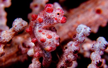Rare Macro Life in Indonesia’s Coral Triangle | Explorer Ventures Fleet® Pygmy seahorse in Indonesia