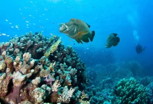 bumphead parrotfish spawning in palau. scuba diving