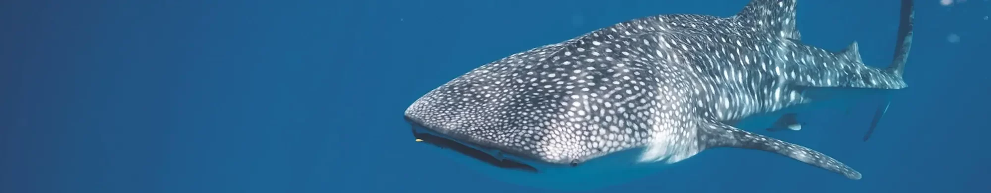 Whale Shark underwater scuba diving - galapagos liveaboard diving