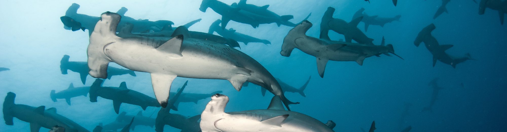 Galapagos Liveaboard Diving | Explorer Ventures Fleet® Galapagos Schooling | Explorer Ventures Fleet® Liveaboard Diving