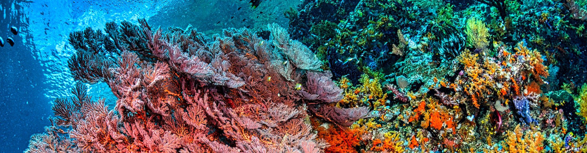 Indonesia Liveaboard Diving | Explorer Ventures Fleet® Indonesia liveaboard diving adventures
