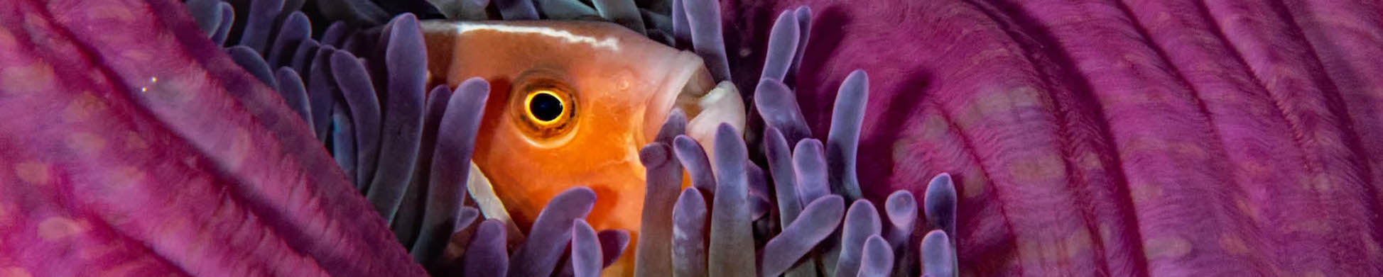 Indonesia liveaboard diving