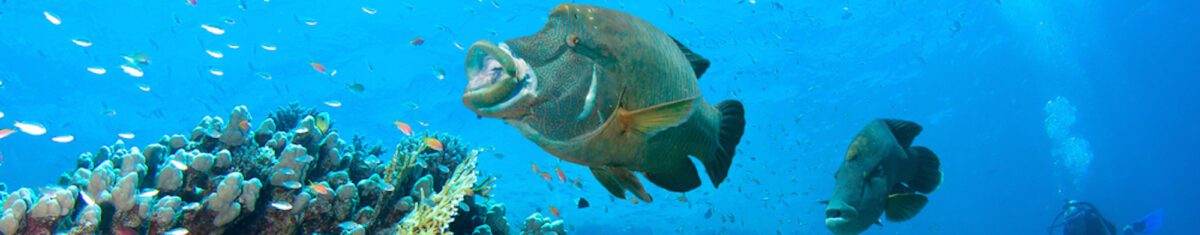 Palau liveaboard diving - Palau dive sites