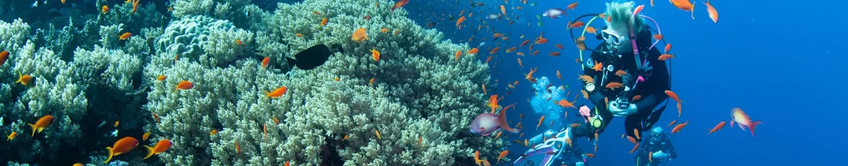 Red Sea LIveaboard Scuba diving - diver and coral reef