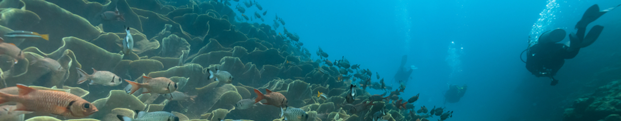 Palau Diving - Cabbage coral of Ulong Channel