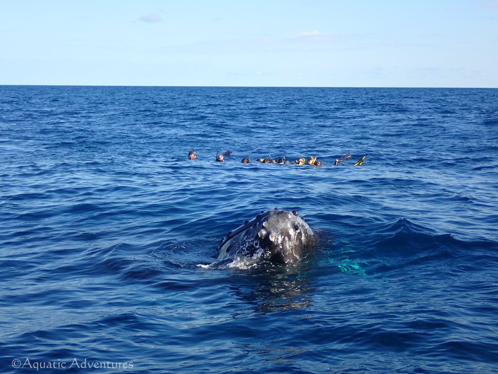 Humpback Whales on the Silver Bank | Explorer Ventures Fleet® Aquatic-Adventures-Feb-2020. Humpback Whale on the Silver Bank.