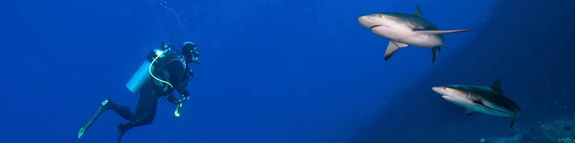 Diver and Sharks. Palau Liveaboard Scuba Diving.