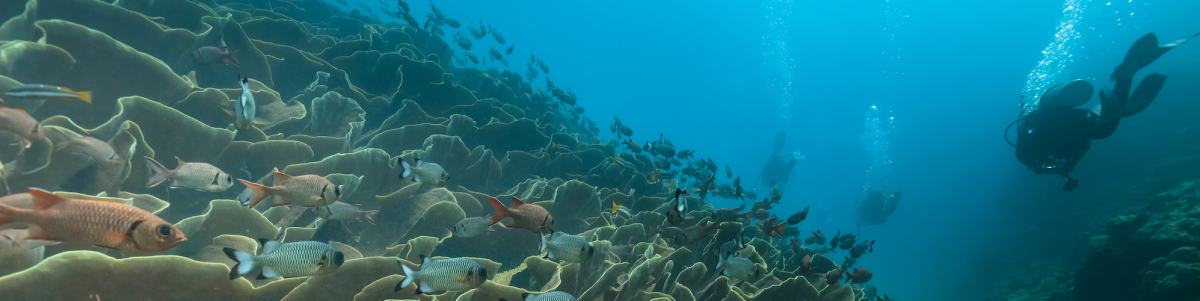 Palau,Diving,-,Cabbage,Coral,Of,Ulong,Channel