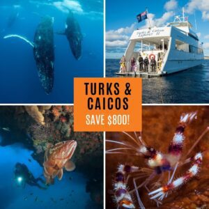 Turks & Cacios - 2024 Year of Savings Specials