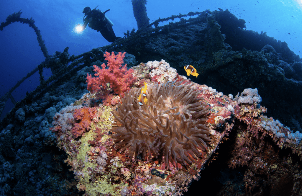 Dive Red Sea