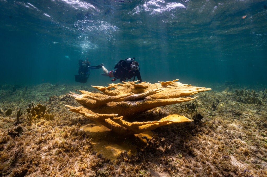From Research Trip to Conservation Community: RumPowered Research® in East Caicos | Explorer Ventures Fleet® Staghorn Coral Head in East Caicos