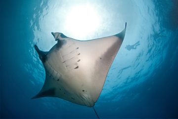 | Explorer Ventures Fleet® Liveaboard Diving