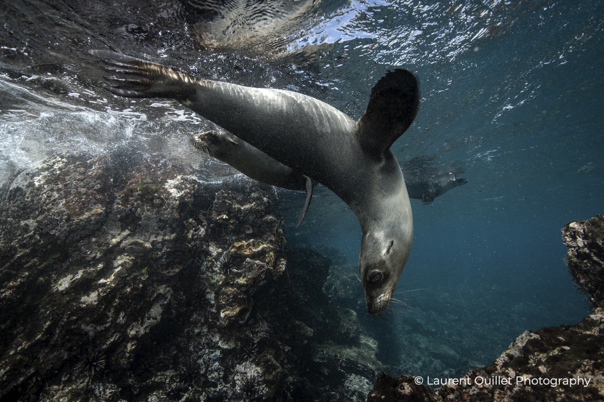 Galapagos Liveaboard Diving | Explorer Ventures Fleet® DSC_6637-Galapagos