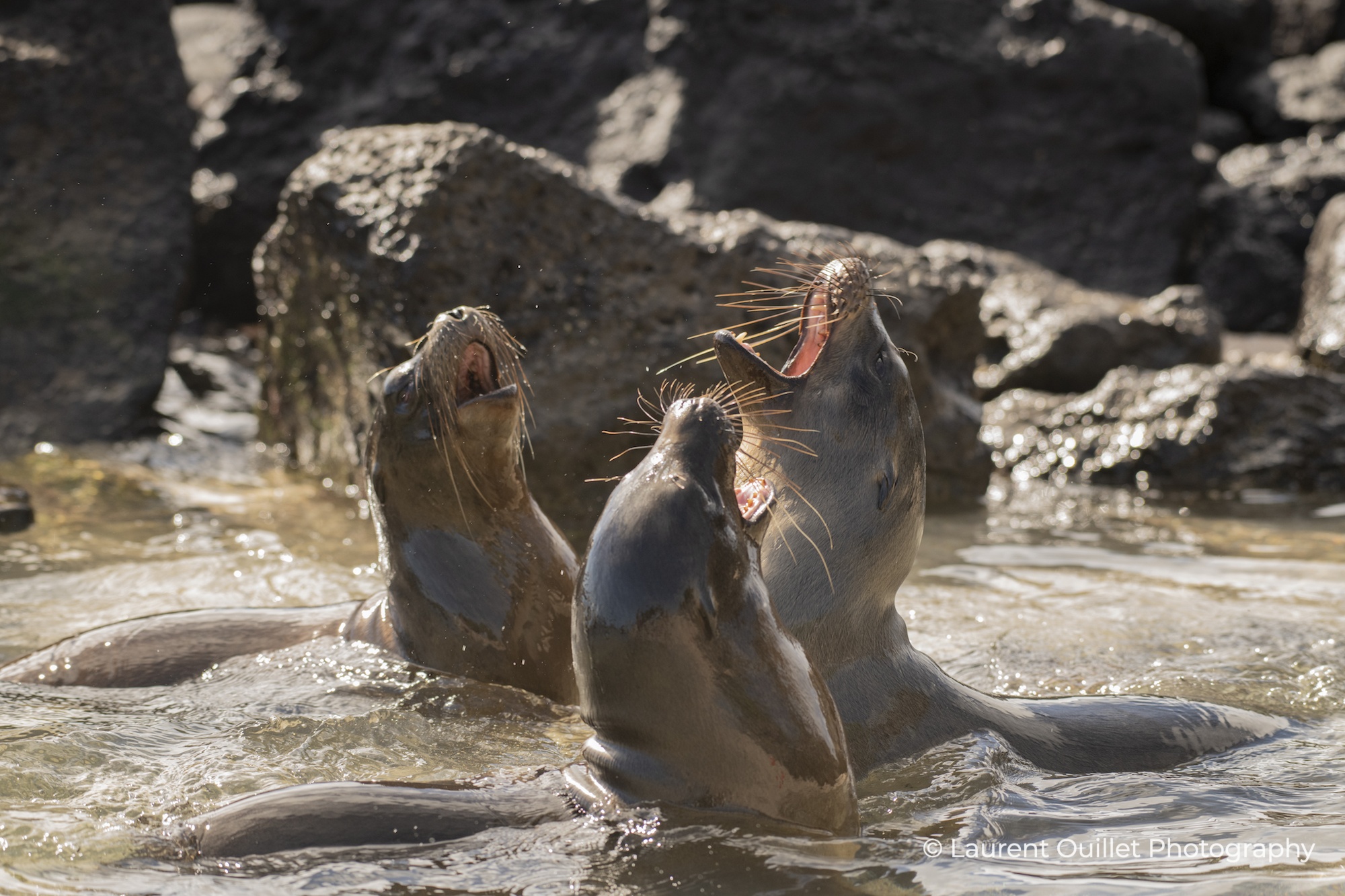 Seals singing in Galapagos