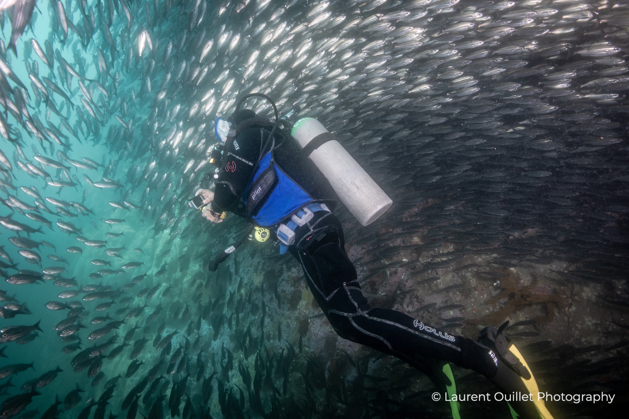 Galapagos Liveaboard Diving | Explorer Ventures Fleet® DSC_7880 - Galapagos