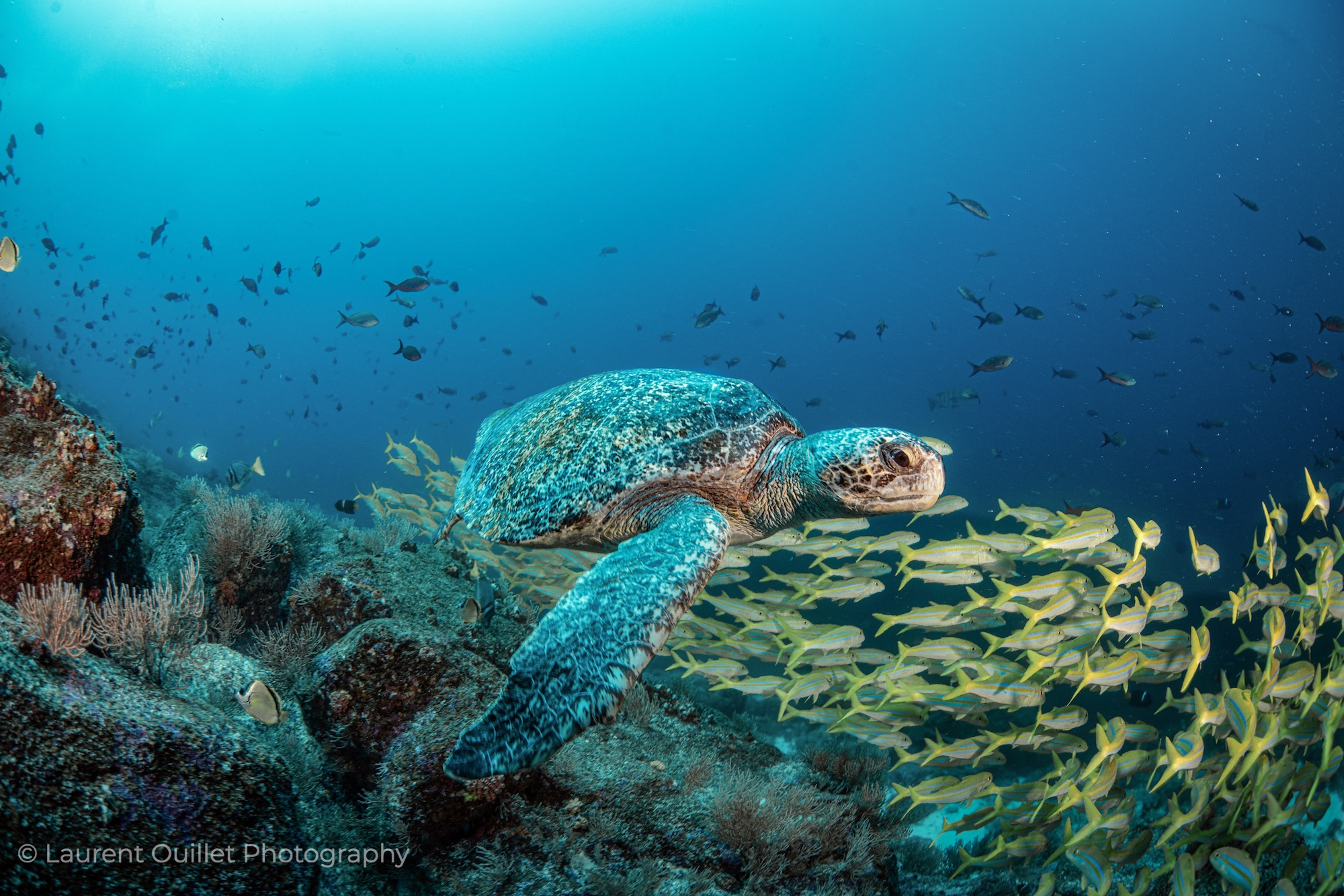 Galapagos Liveaboard Diving | Explorer Ventures Fleet® DSC_9579-Galapagos