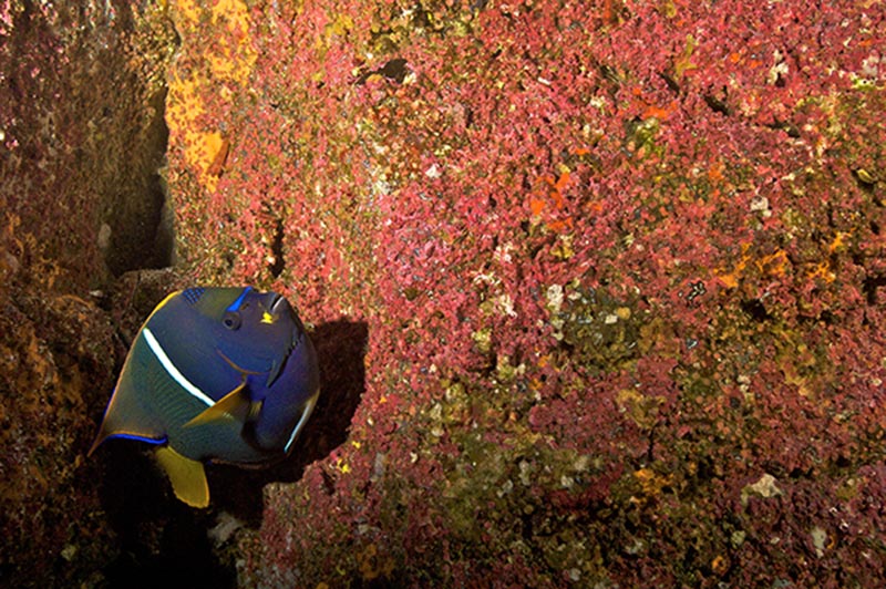 Galapagos Liveaboard Diving | Explorer Ventures Fleet® galapagos-09-13