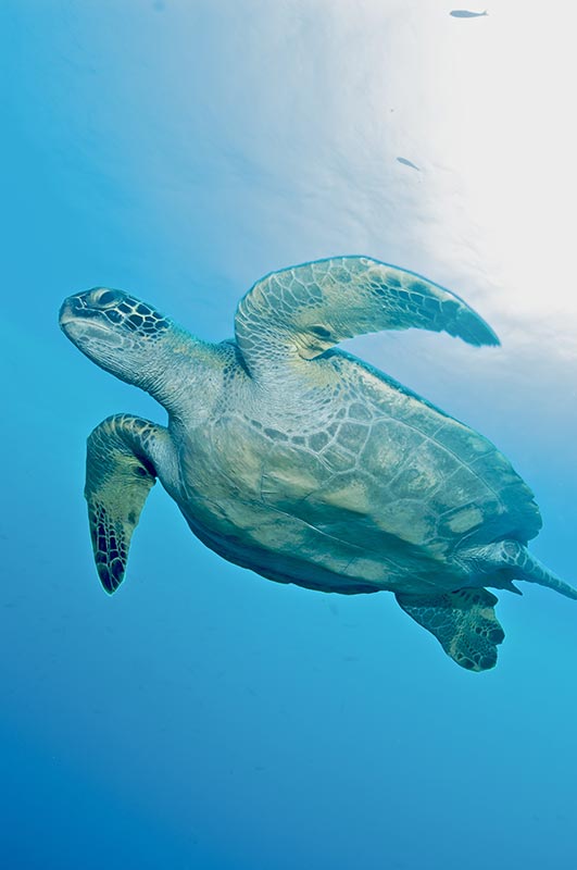 Galapagos Liveaboard Diving | Explorer Ventures Fleet® galapagos-09-15
