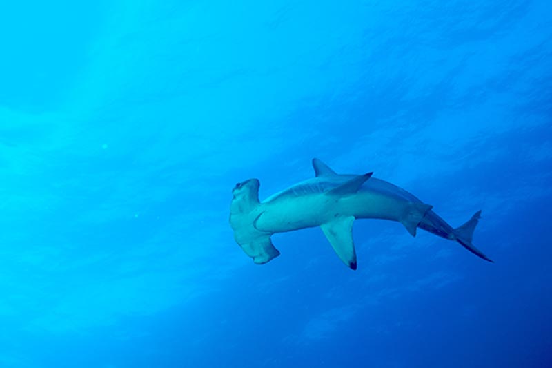 Galapagos Liveaboard Diving | Explorer Ventures Fleet® galapagos-09-35
