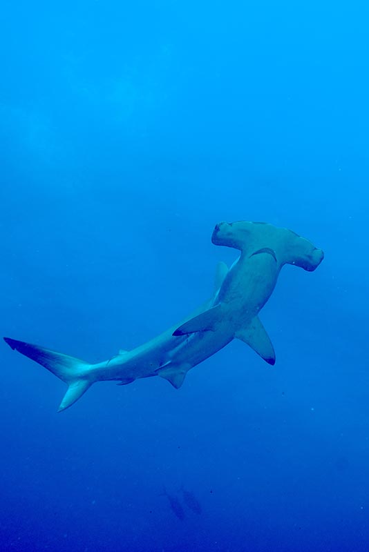 Galapagos Liveaboard Diving | Explorer Ventures Fleet® galapagos-09-38
