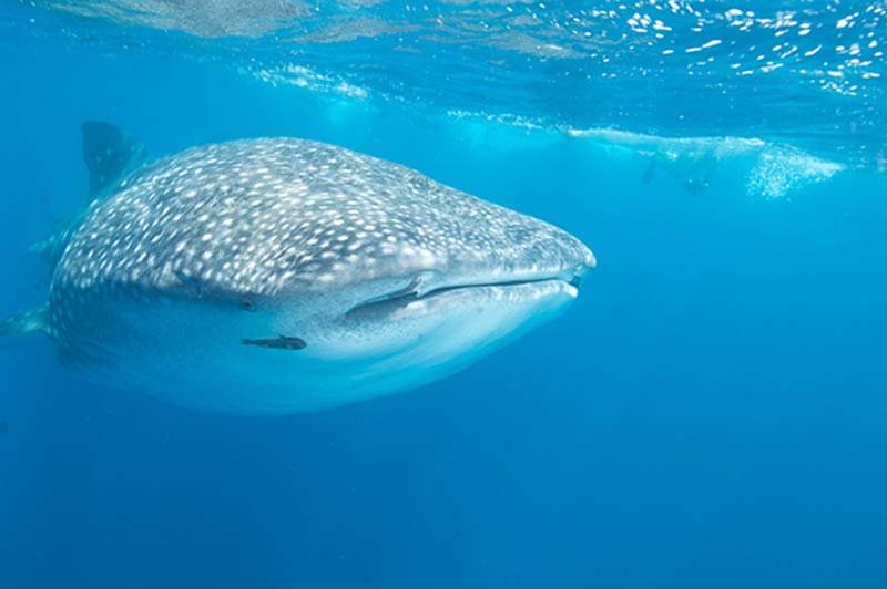 Galapagos Liveaboard Diving | Explorer Ventures Fleet® galapagos-09-4
