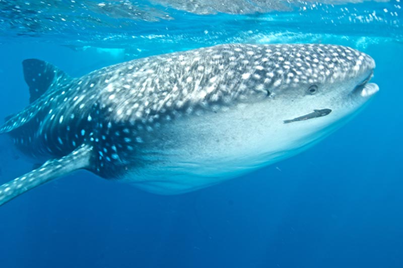 Galapagos Liveaboard Diving | Explorer Ventures Fleet® galapagos-09-5