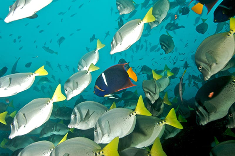 Galapagos Liveaboard Diving | Explorer Ventures Fleet® galapagos-09-52