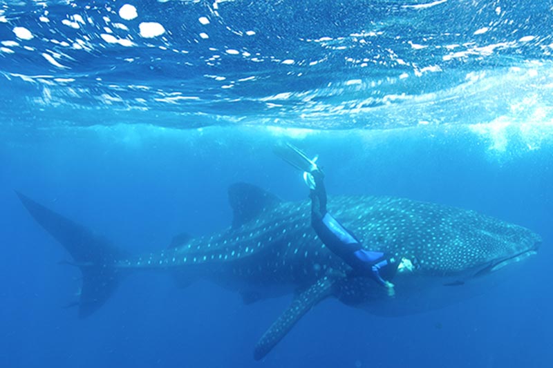 Galapagos Liveaboard Diving | Explorer Ventures Fleet® galapagos-09-7